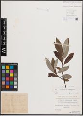 Foto von Salix caprea L. x Salix eleagnos Scop.